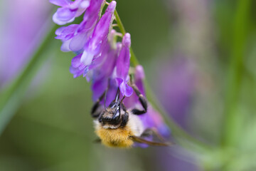 close-up of a bumblebee, Bumblebee on purple flower, hairs of the bumblebee, hairs of the insect, nectar search, lilac flowers, purple petals