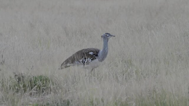 A kori bustard (Ardeotis kori) is walking in the grass at Etosha National Park in Namibia