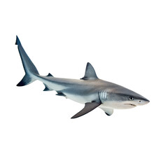 Naklejka premium shark on white background