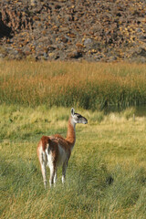 Grupo de Guanacos, forrajeando a la orilla de una laguna en la Patagonia, Argentina