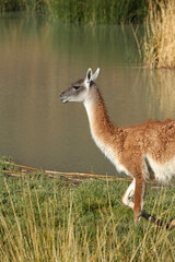 Guanaco caminando a la orilla de una laguna en la Patagonia, Argentina
