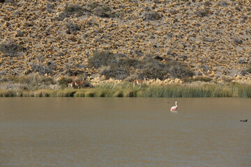 Flamencos y guanacos en una laguna de la Patagonia, Argentina