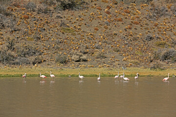 Flamencos en una laguna de la Patagonia, Argentina