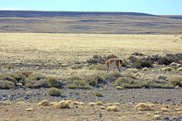 Guanaco alimentándose en la Patagonia, Argentina