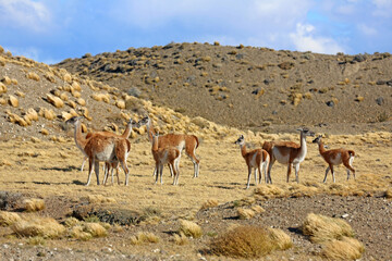 Grupo de guanacos alimentándose en la Patagonia, Argentina