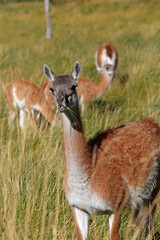 Grupo de Guanacos, forrajeando a la orilla de una laguna en la Patagonia, Argentina
