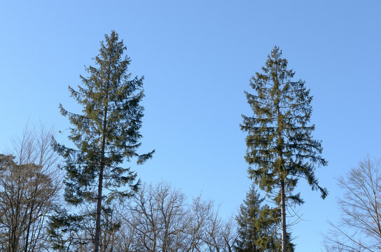 Trees in an european forest against blue sky on a sunny day, natural trees woodland landscape background