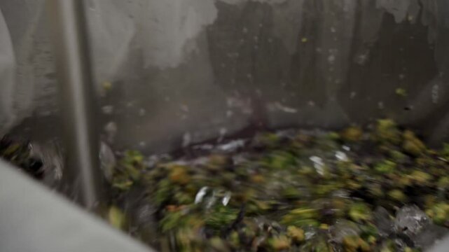 Washing Pink Rose Cannabis Flower For Ice Water Hash