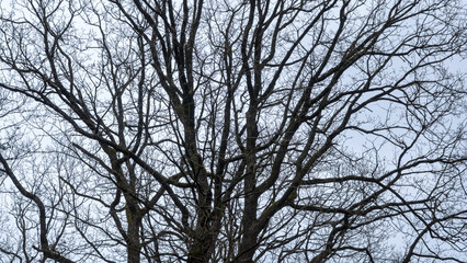 Obraz premium Tree silhouette with bare branches and twigs in a forest against bright sky during winter season, natural abstract trees woodland background