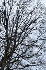 Tree with bare branches and twigs in a forest against bright sky during winter season, vertical natural abstract trees woodland background