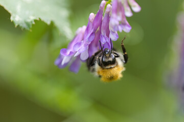 close-up of a bumblebee, Bumblebee on purple flower, hairs of the bumblebee, hairs of the insect, nectar search, lilac flowers, purple petals