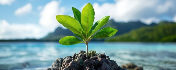 Green Sprout on Volcanic Rock by Turquoise Ocean