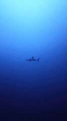 Obraz premium Hammerhead shark swimming in deep blue ocean