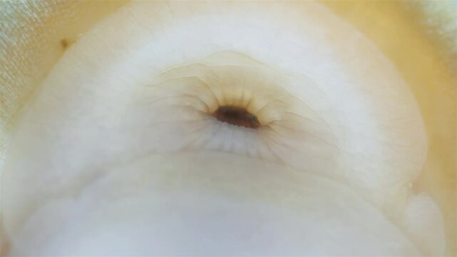 Mollusca Tonicella marmorea under microscope, order Chitonida. The video shows mouth and radula close up. White Sea