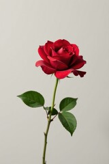 A single, vibrant red rose with lush green leaves stands elegantly against a muted, neutral backdrop.