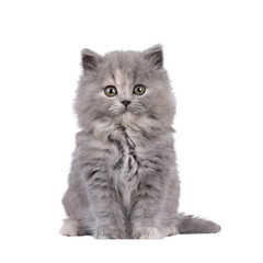 Adorable blue tortie British Longhair cat kitten, sitting up facing front. Looking curious towards...