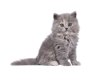 Adorable blue tortie British Longhair cat kitten, sitting up side ways. Looking curious towards camera. Isolated cutout on a transparent background.