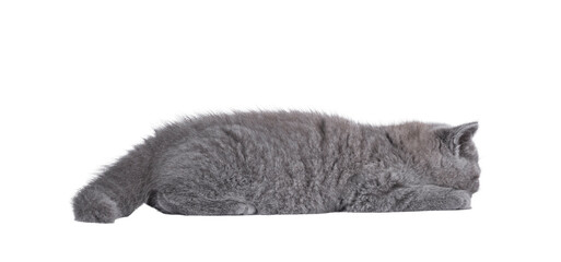 Adorable blue British Shorthair cat kitten, laying flat on floor asleep. Isolated cutout on a transparent background.