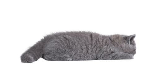 Adorable blue British Shorthair cat kitten, laying flat on floor asleep. Isolated cutout on a transparent background.