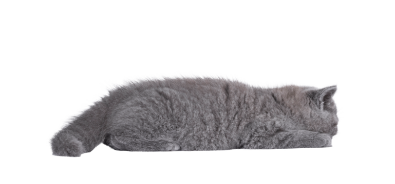 Adorable blue British Shorthair cat kitten, laying flat on floor asleep. Isolated cutout on a transparent background.