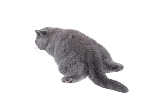 Adorable blue British Shorthair cat kitten, laying flat on floor asleep. Isolated cutout on a transparent background.