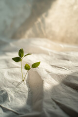 Biodegradable Seed Paper with Green Sprouts Emerging