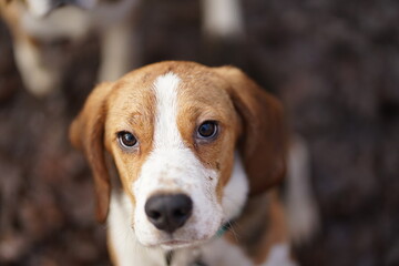 Beagle dog portrait looking up, detailed sharp eyes and blurred background 
