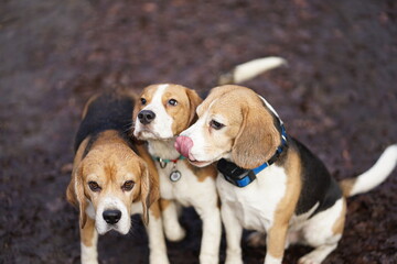 Three beagle dogs sitting on a muddy road, with funny faces