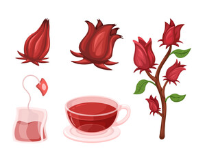 Roselle Tea Collection Set Illustration Vector