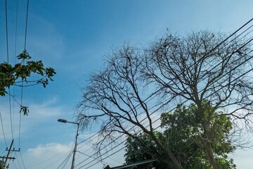 A leafless tree with intricate branches intertwining with power lines against a clear blue sky. Urban and nature contrast, depicting dry season, environmental issues, and cityscapes.