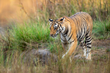 wild female bengal tiger or panthera tigris at bandhavgarh national park forest reserve madhya pradesh india. tigress walking or stroll territory marking in morning wildlife safari in summer season