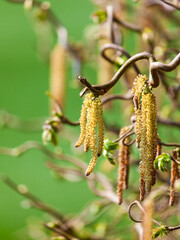 Closeup of Corkscrew Hazel blossoms - Corylus avellana contorta