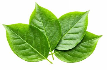 Obraz premium Lush Green Leaves with Prominent Veins and Natural Symmetry