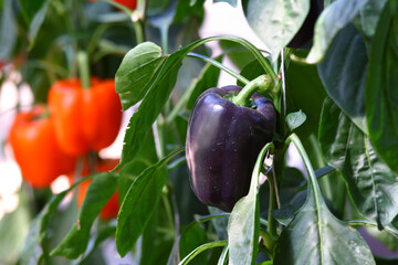 Purple and orange bell pepper hanging on the tree in the greenhouse