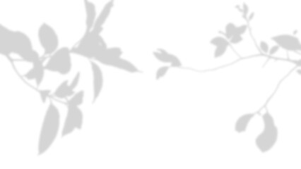 Abstract gray orange leaves shadow on a white wall.  Neutral nature concept background with copy space for text blur noise grainy texture