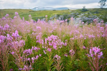 A large number of wild Chamaenerion angustifolium plants.