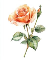 Fototapeta premium Peach rose blossom with bud and leaves.