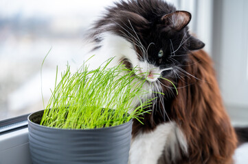 Domestic cat sniffs and nibbles fresh green grass grown specifically for it in pot on windowsill, enjoying natural treat indoors