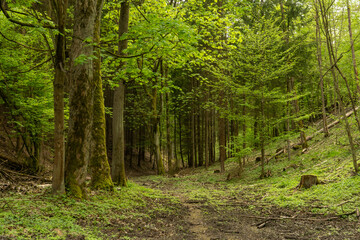Fototapeta premium A scenic dirt road winding its way through a lush green forest