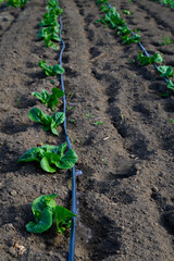 Lush green sprouts emerging in a well-tended garden during early spring