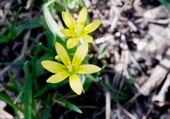 The yellow goose onion, or yellow gageya, blossomed in the spring.
