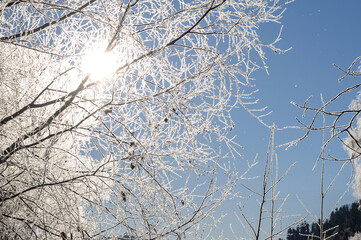 trees covered in frost on a sunny winter day
