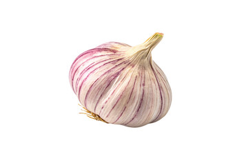 Obraz premium A garlic bulb with vibrant purple streaks running along its surface, its bottom revealing tangled, dried roots, adding a rustic touch, isolated on a transparent background