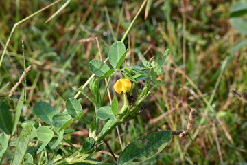 Peanut flower in field. Its other names Arachis hypogaea, groundnut, goober pea, pindar pea and  monkey nut. This is a legume crop grown mainly for its edible seeds.