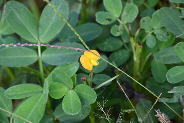 Peanut flower in field. Its other names Arachis hypogaea, groundnut, goober pea, pindar pea and  monkey nut. This is a legume crop grown mainly for its edible seeds.