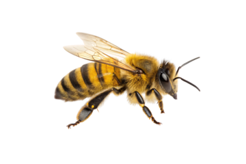 A honey bee in flight, its segmented body covered in tiny hairs, wings outstretched, and delicate legs dangling slightly beneath its body, isolated on a transparent background