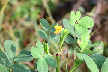Peanut flower in field. Its other names Arachis hypogaea, groundnut, goober pea, pindar pea and  monkey nut. This is a legume crop grown mainly for its edible seeds.