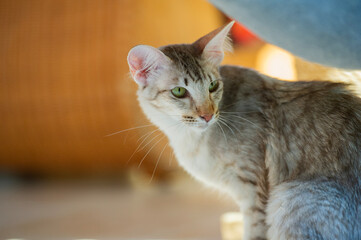 Orientalisch Langhaar Katze in ihrem Zuhause © Heidi Bollich