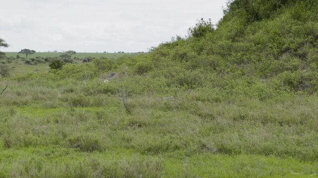 A leopard in the Serengeti moves gracefully across the landscape, presence barely noticeable among the brush