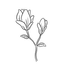 magnolia digital illustration isolated black and white